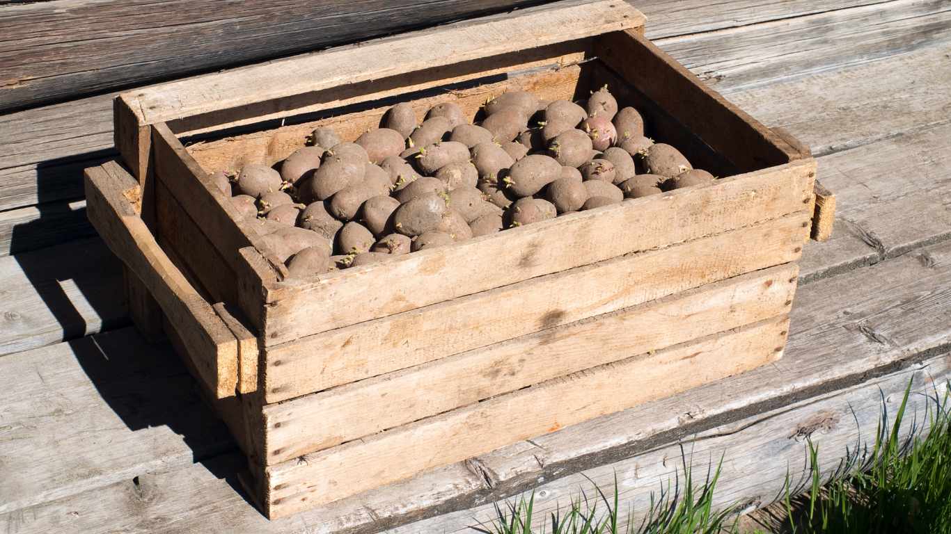 How To Store Potatoes Over Winter For Seed? Slick Garden