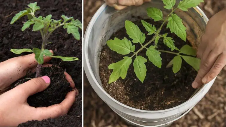 Growing Tomatoes In Five-Gallon Buckets – Hacks For Best Yield – Slick ...