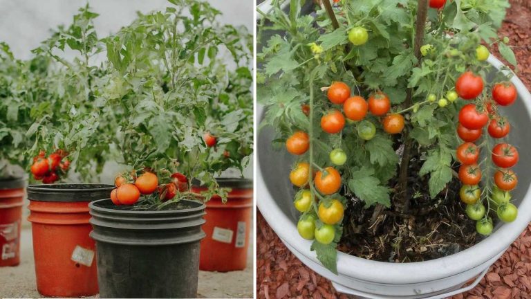 Growing Tomatoes In Five-Gallon Buckets – Hacks For Best Yield – Slick ...
