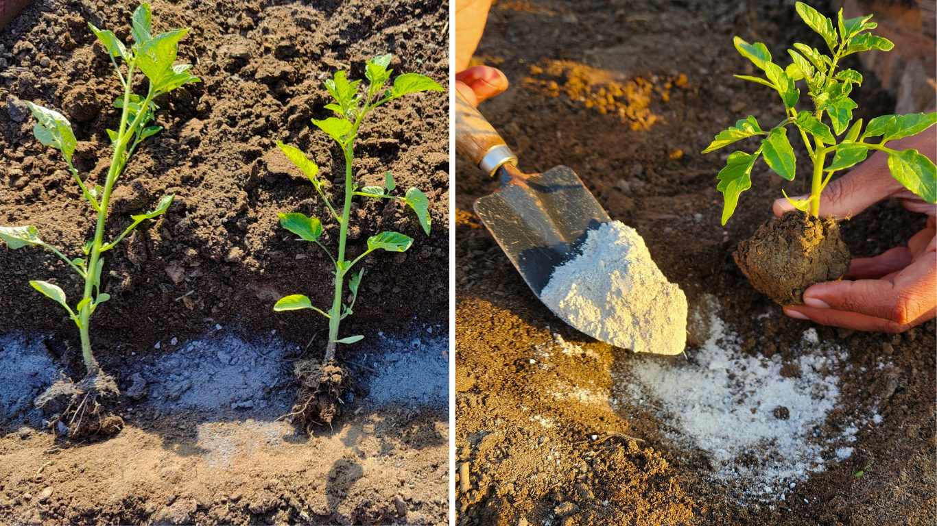 Never Plant Tomatoes Without This. Read This For Large Fruits And More 