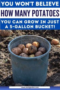 Planting Potatoes In A 5-gallon Bucket – Slick Garden