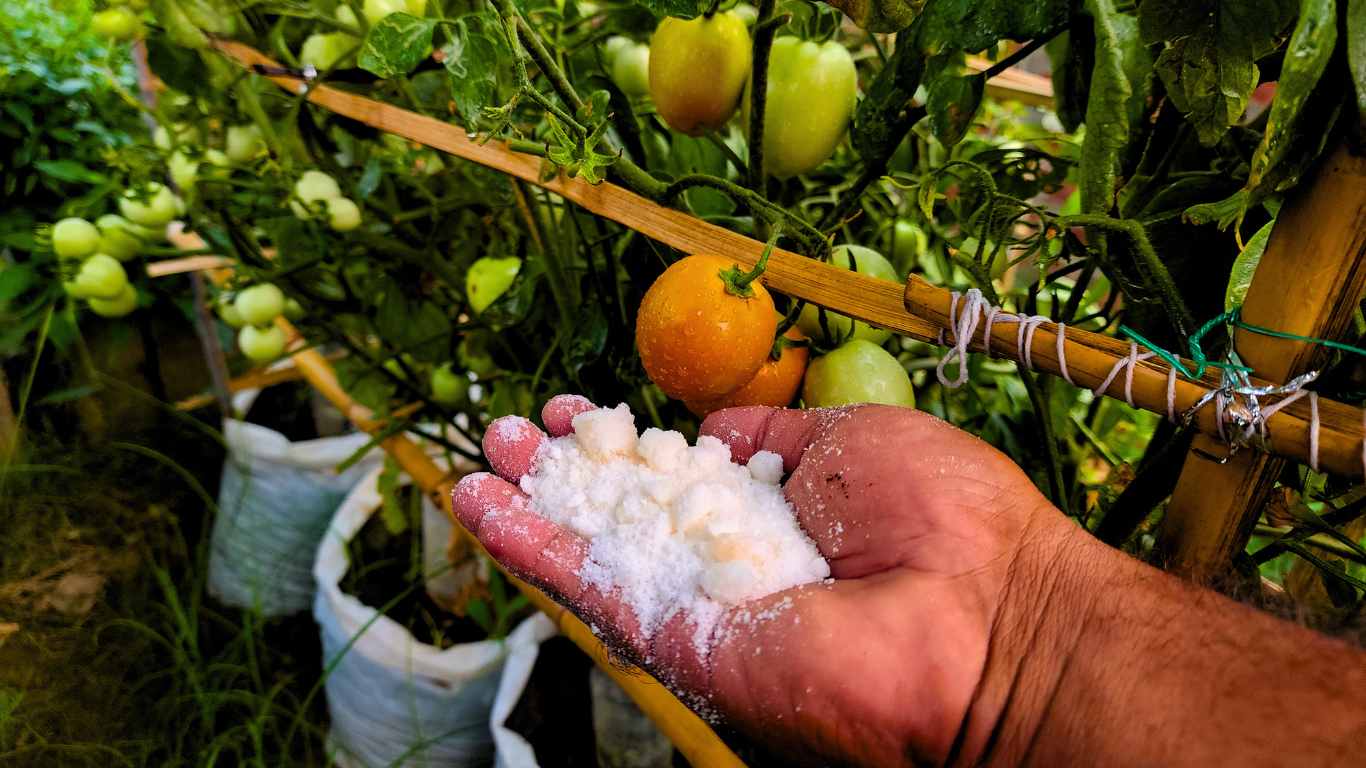 When And How To Use Epsom Salt For Tomato Plants? – Slick Garden