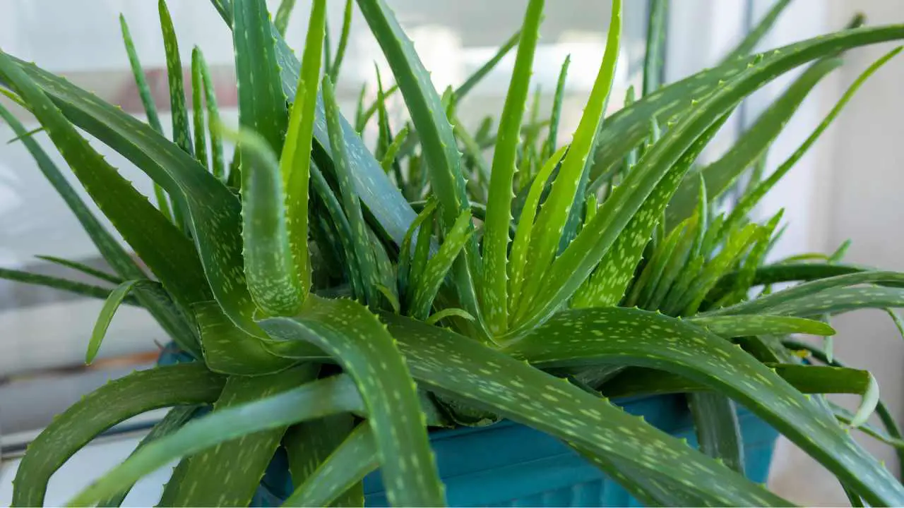 How To Maintain Aloe Vera Plant How To Keep Aloe Vera Plants Healthy And Beautiful? – Slick Garden