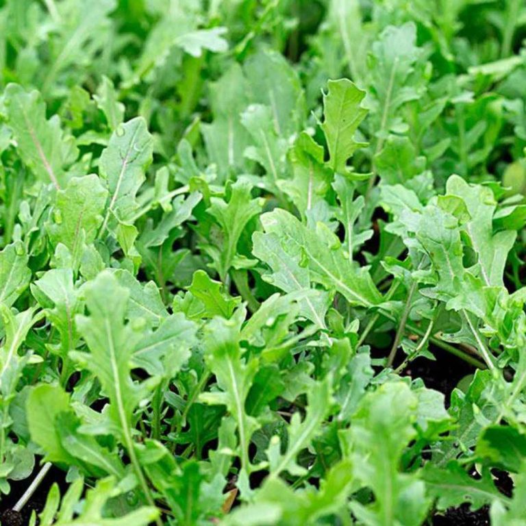 BEST VEGETABLES TO PLANT IN SPRING IN NORTHERN CALIFORNIA visual data 7