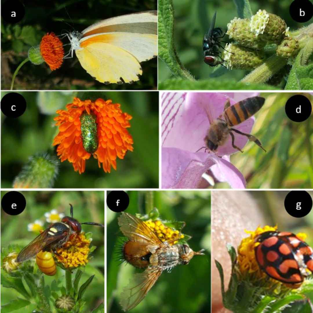 Pollinator Insects List Top Spring Gardening Trends And Décor Ideas For 2024: – Slick Garden