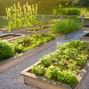 How To Grow Organic Vegetables At Home Without Chemicals: – Slick Garden